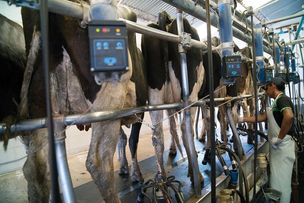 Sostenido crecimiento de la producción lechera